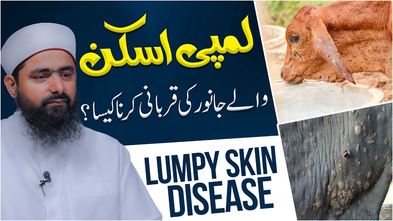 Lumpy Skin Wale Janwar Ki Qurbani Karna Kaisa?